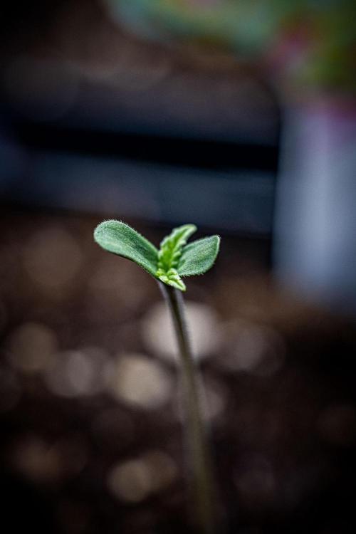 Guava Sundae Auto Fast Buds. Week 0 - day 0 – hello little girl 
