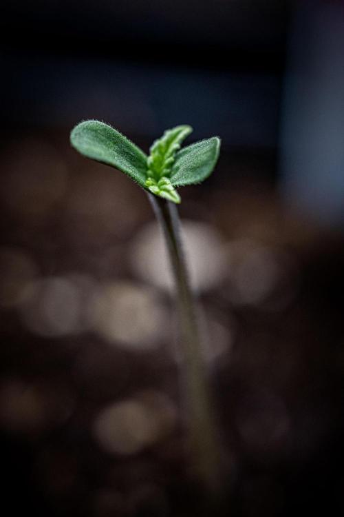 Guava Sundae Auto Fast Buds. Week 0 - day 0 – hello little girl 