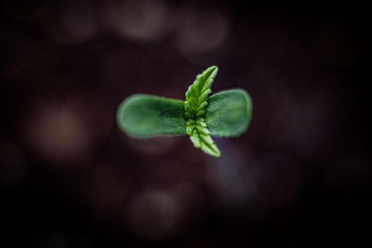 Guava Sundae Auto Fast Buds. Week 0 - day 0 – hello little girl 