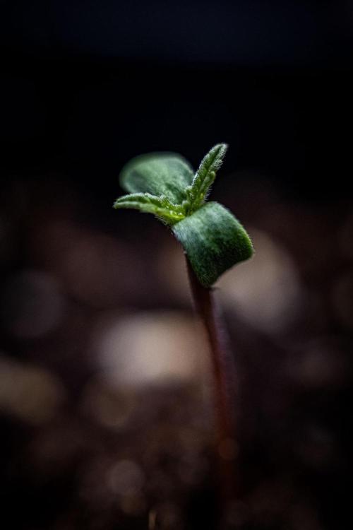 Purple Lemonade Auto RF3 Fast Buds. Week 0 - day 0 – hello little girl