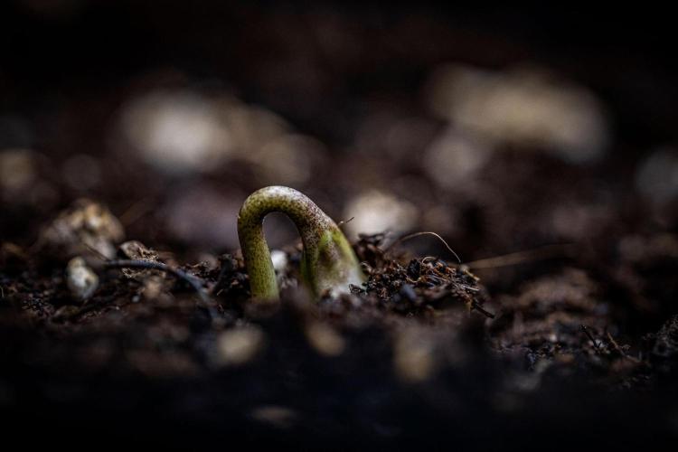 Strawberry Gorilla Auto RF3 Fast Buds. Week 0 - day 0 – hello little girl