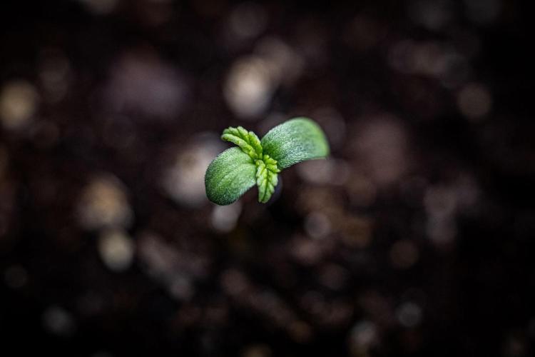 Strawberry Gorilla Auto RF3 Fast Buds. Week 0 - day 0 – hello little girl