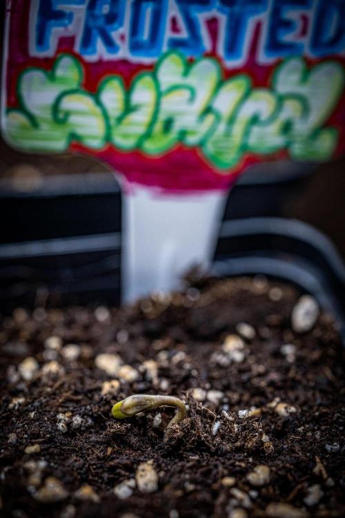 Frosted Guava Auto Green House Seed Co.. Week 0 - day 0 – hello little girl