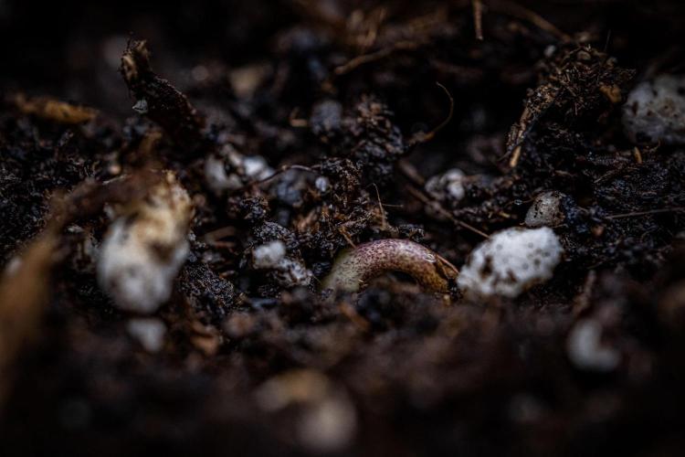 Biscotti Auto Green House Seed Co.. Week 0 - day 0 – hello little girl