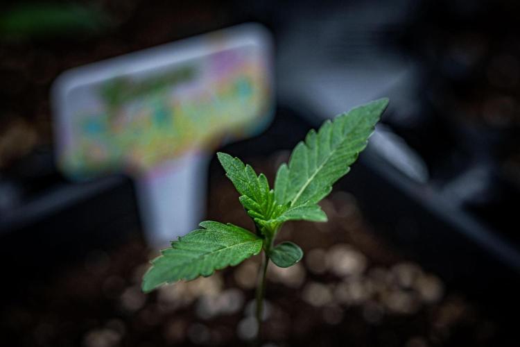 Guava Sundae Auto Fast Buds. Week 1 - Day 7