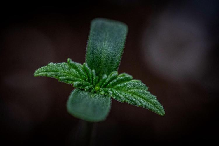 Guava Sundae Auto Fast Buds. Week 1 - Day 1