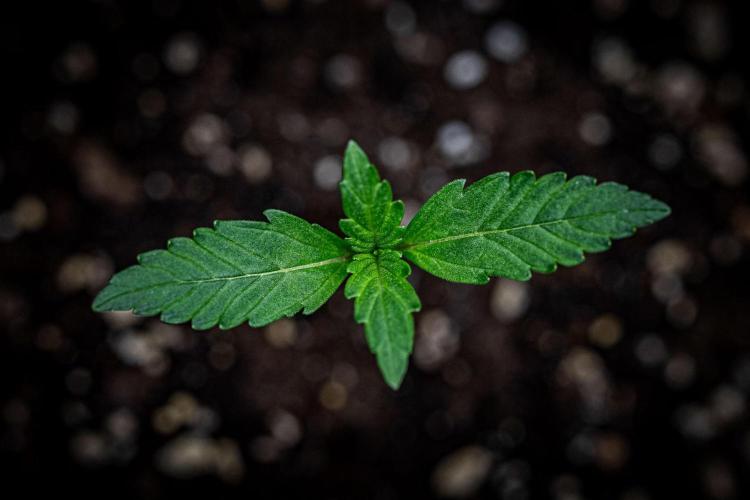 Guava Sundae Auto Fast Buds. Week 1 - Day 7