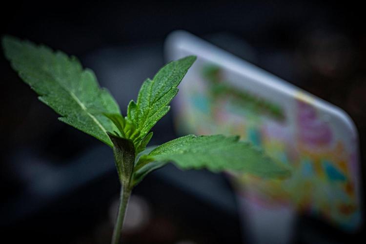 Guava Sundae Auto Fast Buds. Week 1 - Day 7