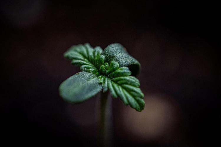 Biscotti Auto Green House Seed Co.. Week 1 - Day 1