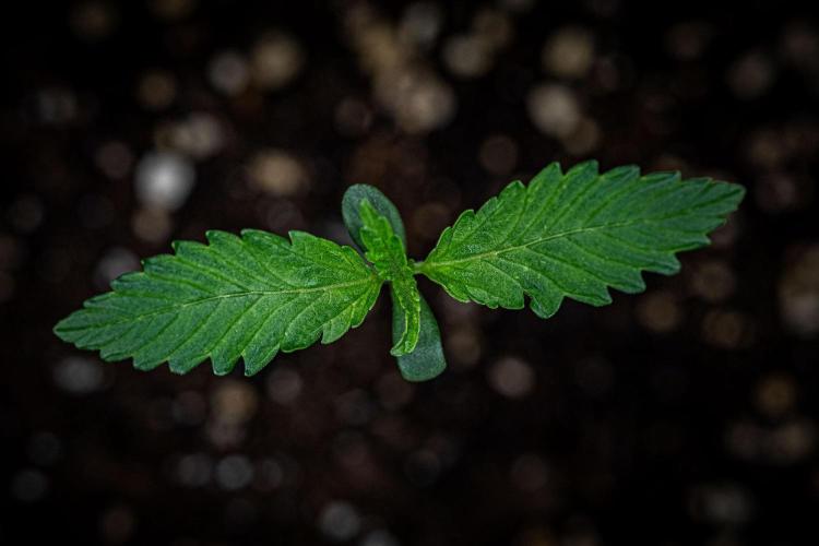 Biscotti Auto Green House Seed Co.. Week 1 - Day 7