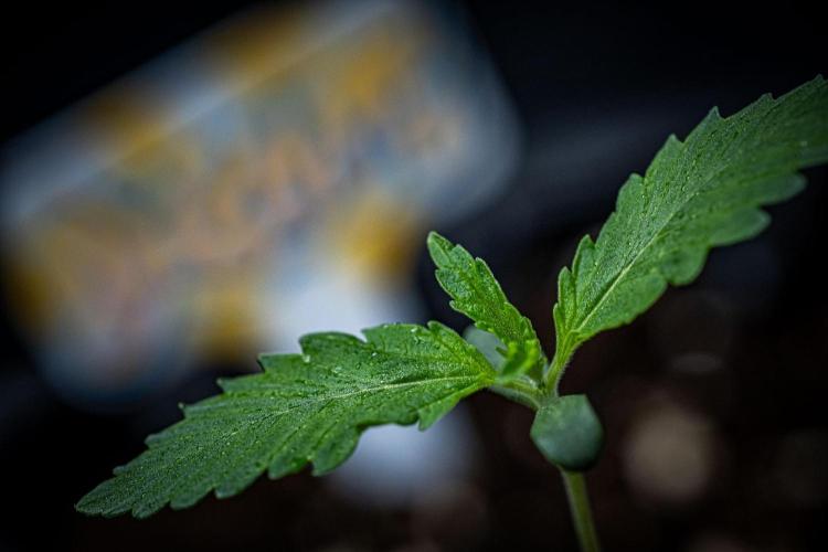 Biscotti Auto Green House Seed Co.. Week 1 - Day 7