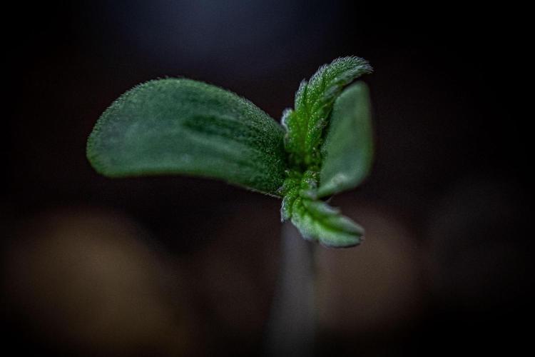 Frosted Guava Auto Green House Seed Co.. Week 1 - Day 1