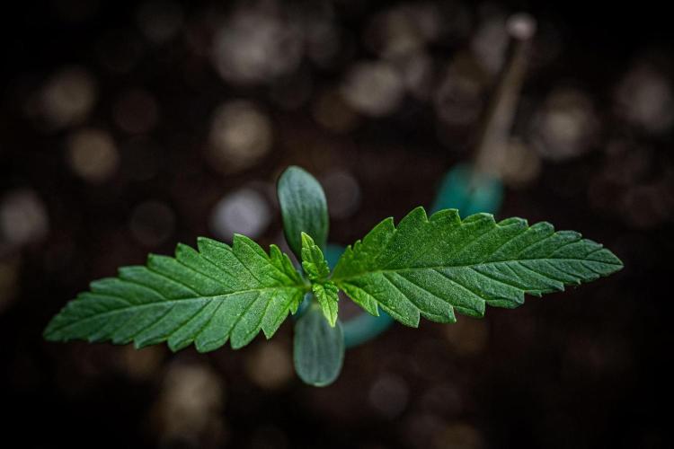 Frosted Guava Auto Green House Seed Co.. Week 1 - Day 7