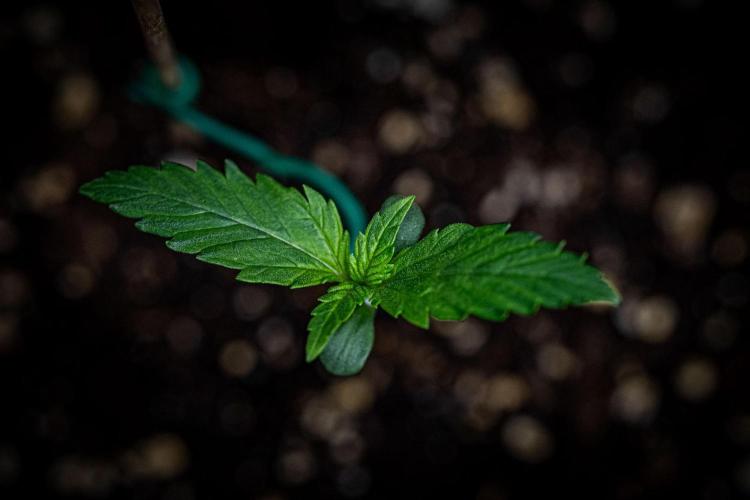 Strawberry Gorilla Auto RF3 Fast Buds. Week 1 - Day 7