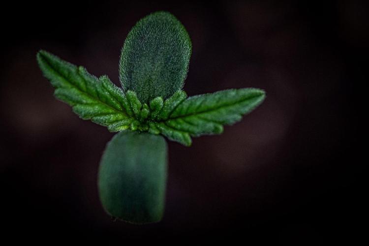 Purple Lemonade Auto RF3 Fast Buds. Week 1 - Day 1