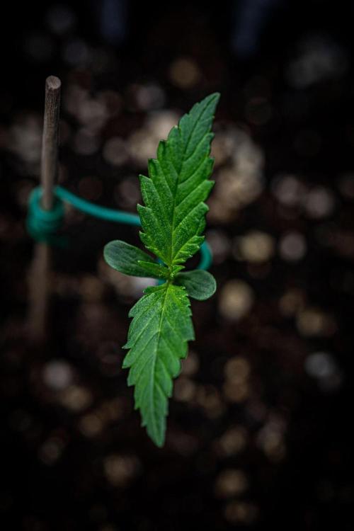 Purple Lemonade Auto RF3 Fast Buds. Week 1 - Day 7