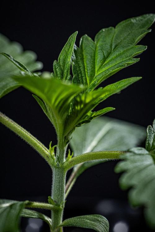 Biscotti Auto Green House Seed Co.. Week 2 - Day 14