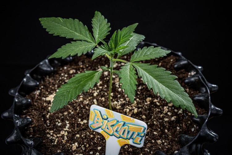 Biscotti Auto Green House Seed Co.. Week 2 - Day 14