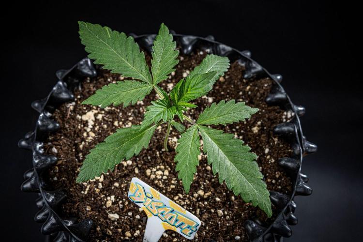 Biscotti Auto Green House Seed Co.. Week 2 - Day 14