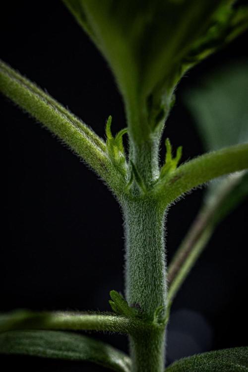 Biscotti Auto Green House Seed Co.. Week 2 - Day 14