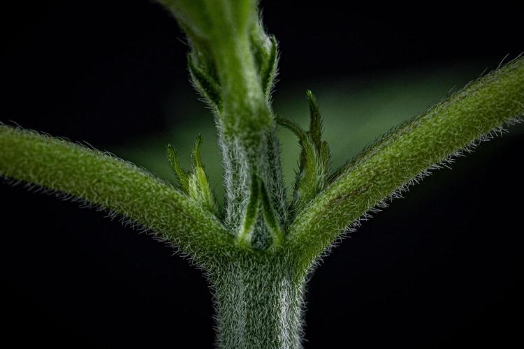 Biscotti Auto. Week 2