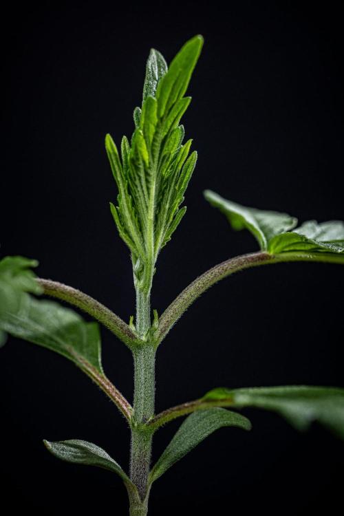 Frosted Guava Auto Green House Seed Co.. Week 2 - Day 14