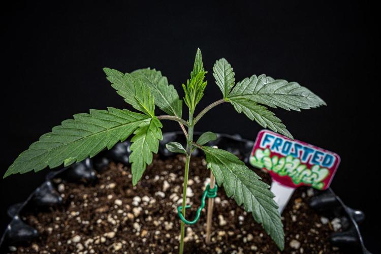 Frosted Guava Auto Green House Seed Co.. Week 2 - Day 14