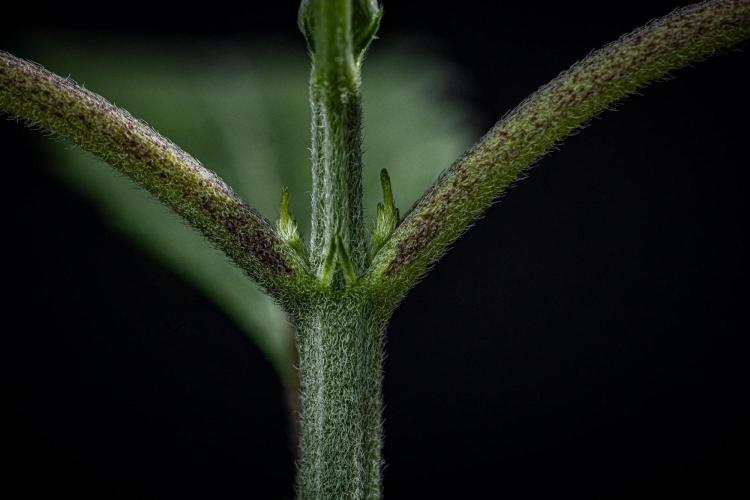 Frosted Guava Auto Green House Seed Co.. Week 2 - Day 14