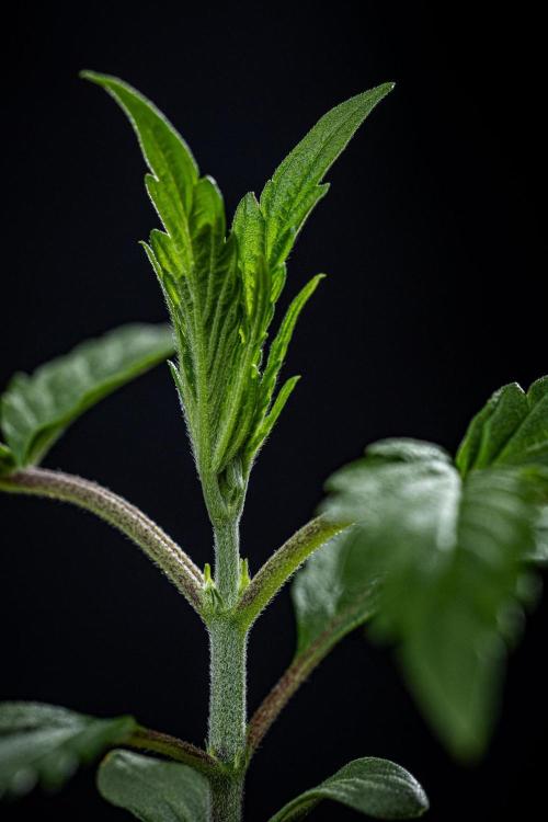 Frosted Guava Auto. Week 2