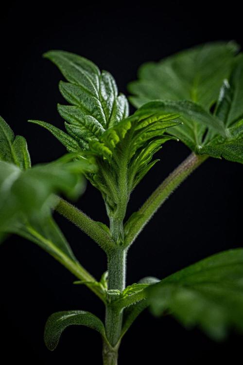 Strawberry Gorilla Auto RF3 Fast Buds. Week 2 - Day 14