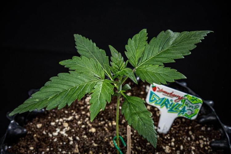 Strawberry Gorilla Auto RF3 Fast Buds. Week 2 - Day 14