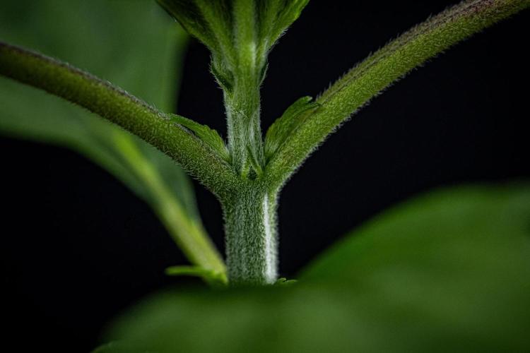 Strawberry Gorilla Auto RF3 Fast Buds. Week 2 - Day 14