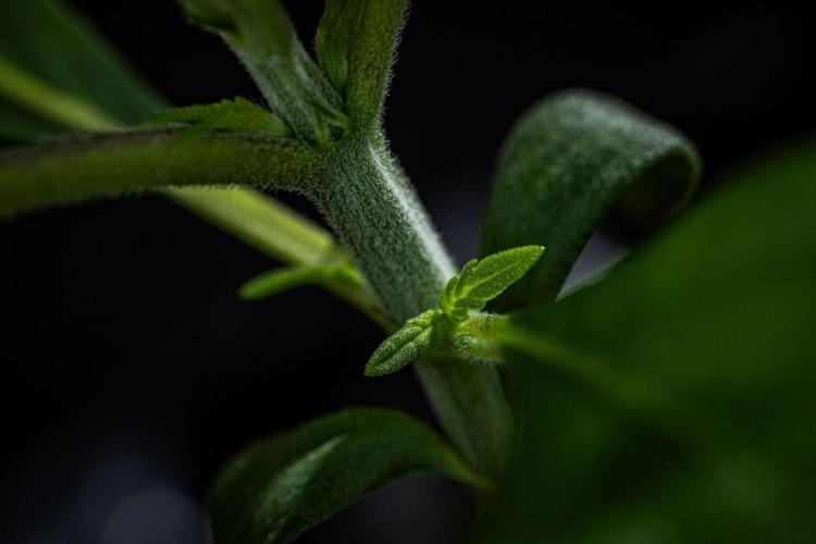 Strawberry Gorilla Auto RF3. Week 2