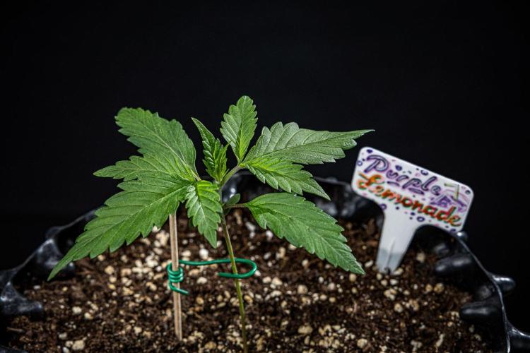 Purple Lemonade Auto RF3 Fast Buds. Week 2 - Day 14