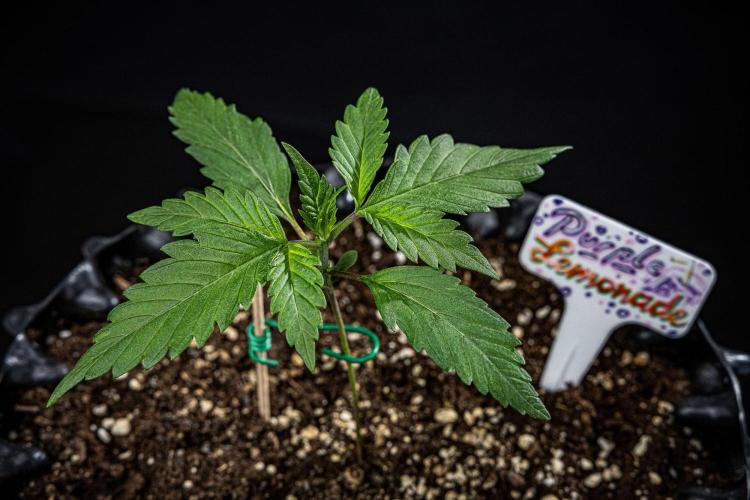 Purple Lemonade Auto RF3 Fast Buds. Week 2 - Day 14