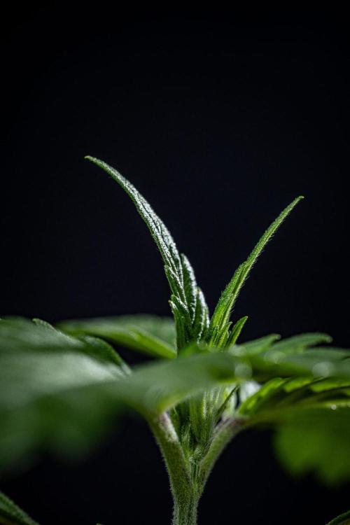 Purple Lemonade Auto RF3 Fast Buds. Week 2 - Day 14