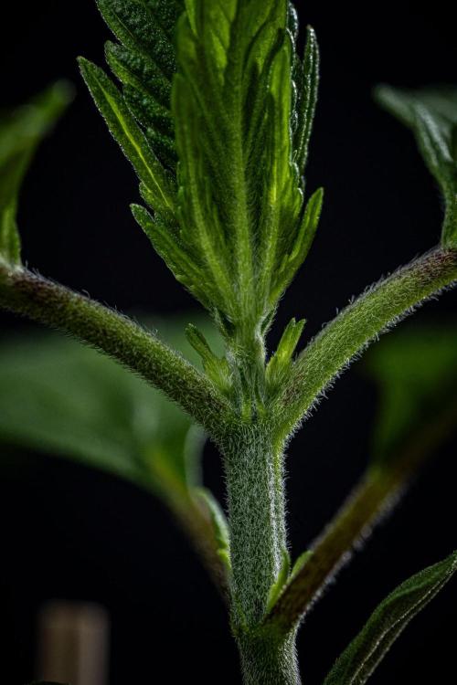 Purple Lemonade Auto RF3 Fast Buds. Week 2 - Day 14
