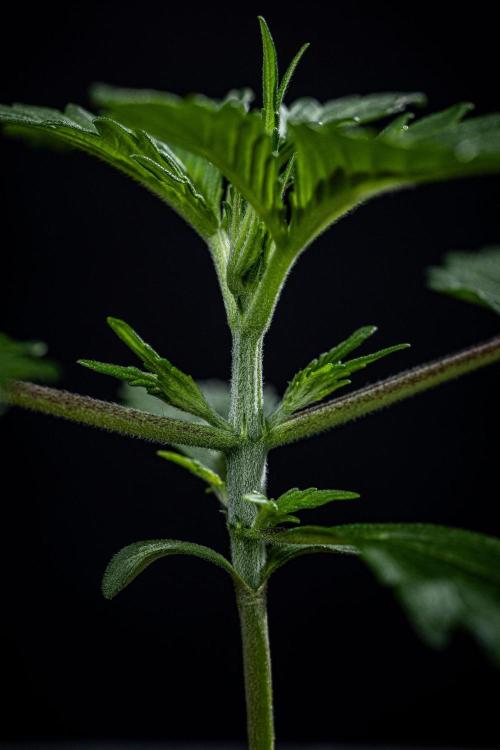 Guava Sundae Auto Fast Buds. Week 2 - Day 14