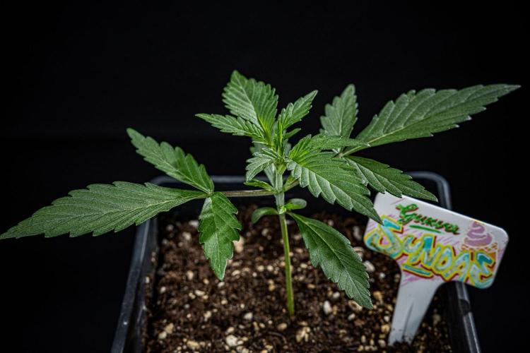 Guava Sundae Auto Fast Buds. Week 2 - Day 14