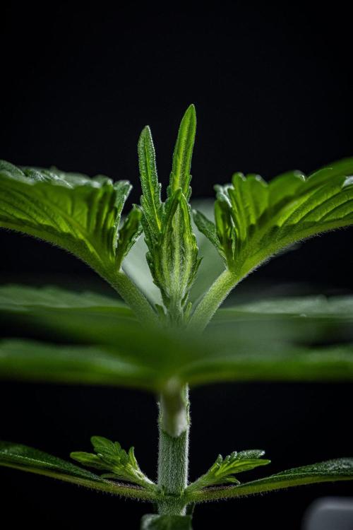 Guava Sundae Auto Fast Buds. Week 2 - Day 14