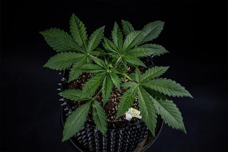 Biscotti Auto Green House Seed Co.. Week 3 - Day 21