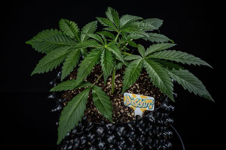 Biscotti Auto Green House Seed Co.. Week 3 - Day 21