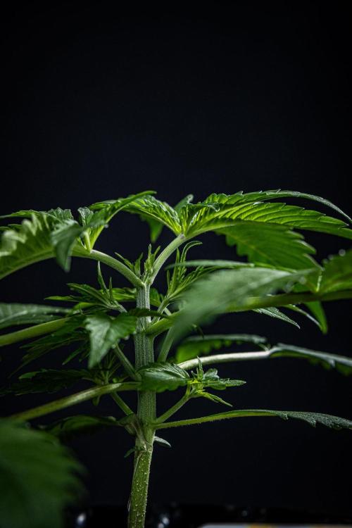 Biscotti Auto Green House Seed Co.. Week 3 - Day 21