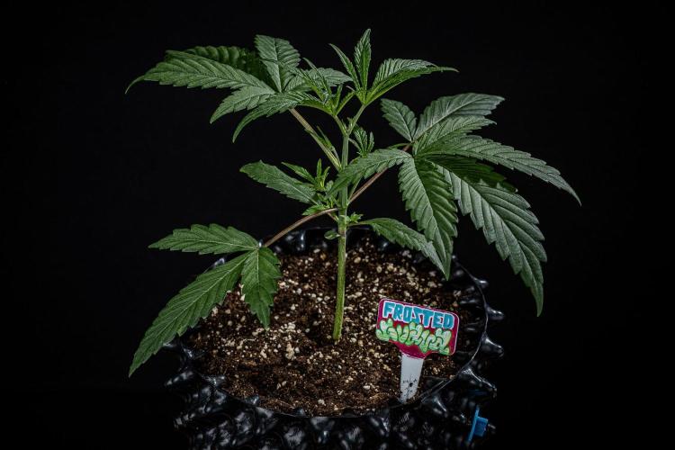Frosted Guava Auto Green House Seed Co.. Week 3 - Day 21