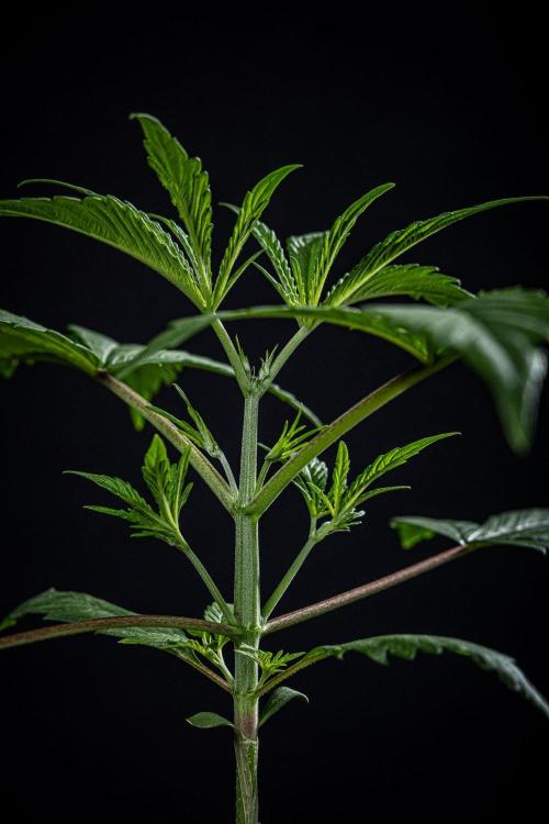 Frosted Guava Auto Green House Seed Co.. Week 3 - Day 21