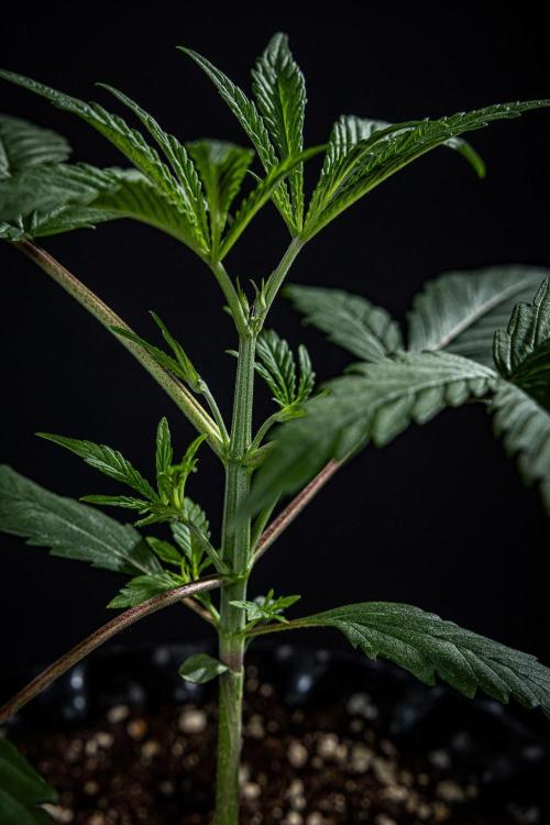 Frosted Guava Auto Green House Seed Co.. Week 3 - Day 21