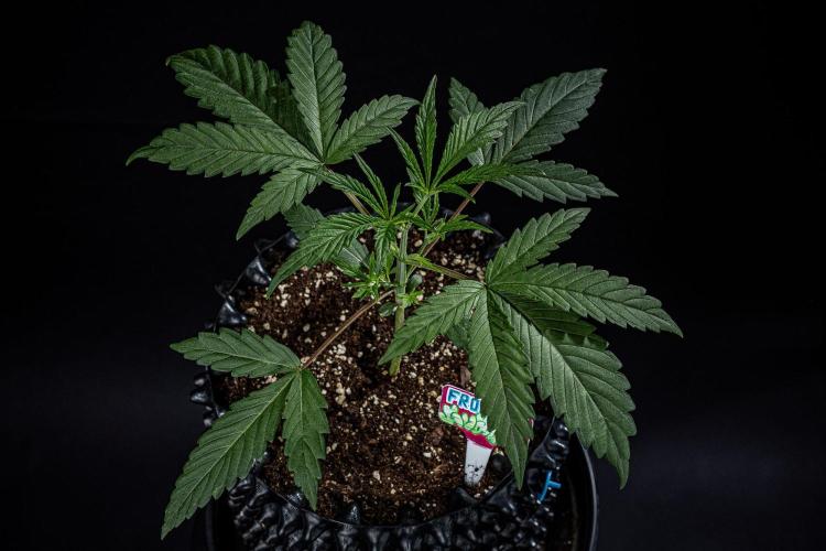 Frosted Guava Auto Green House Seed Co.. Week 3 - Day 21