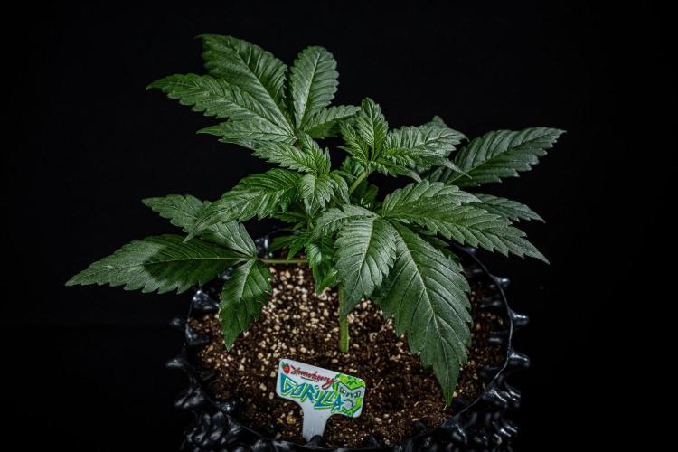 Strawberry Gorilla Auto RF3 Fast Buds. Week 3 - Day 21