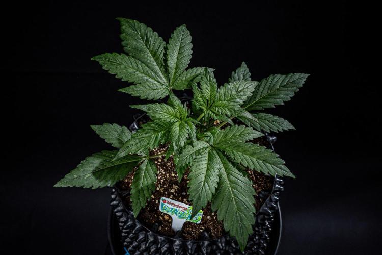 Strawberry Gorilla Auto RF3 Fast Buds. Week 3 - Day 21