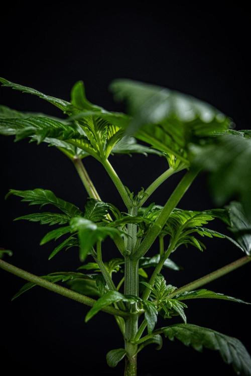 Strawberry Gorilla Auto RF3 Fast Buds. Week 3 - Day 21